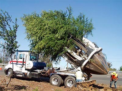 Tree Relocation, Roseville, CA